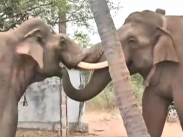 கும்கி யானை 