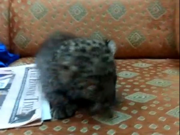 சுறுசுறுப்பாக இருக்கிறது 