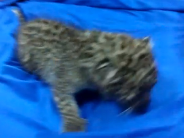 விளையாடி வருகிறது 