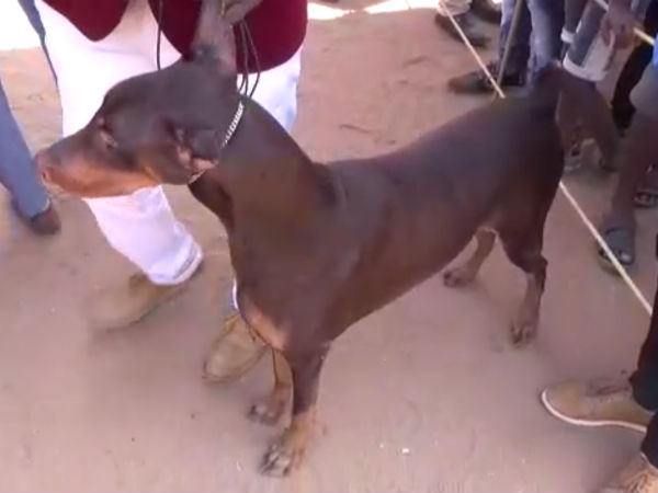 Puducherry Kennel Club conducted a dog show 