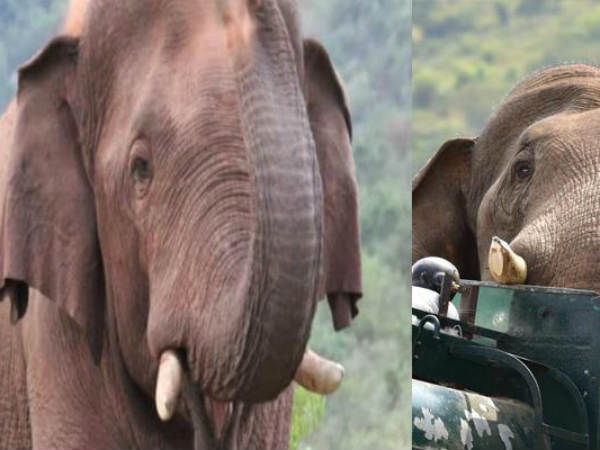 கும்கியாக மாற்றுவது 