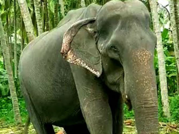 முக்கியமான யானை 