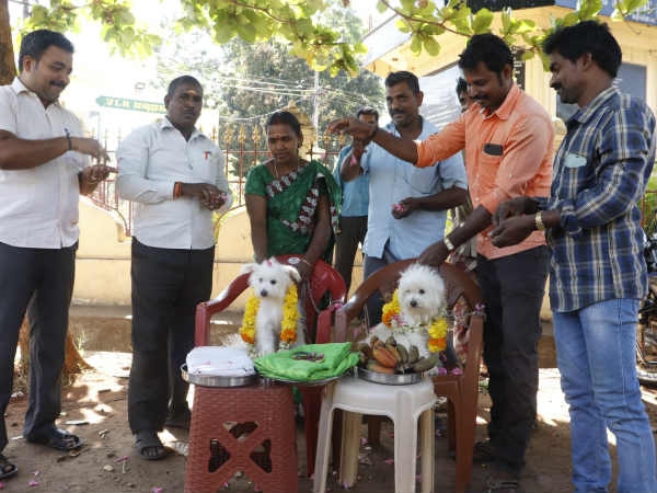 hms marry two dogs in kanyakumari