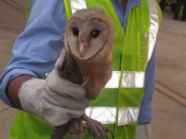 இதய வடிவம் 