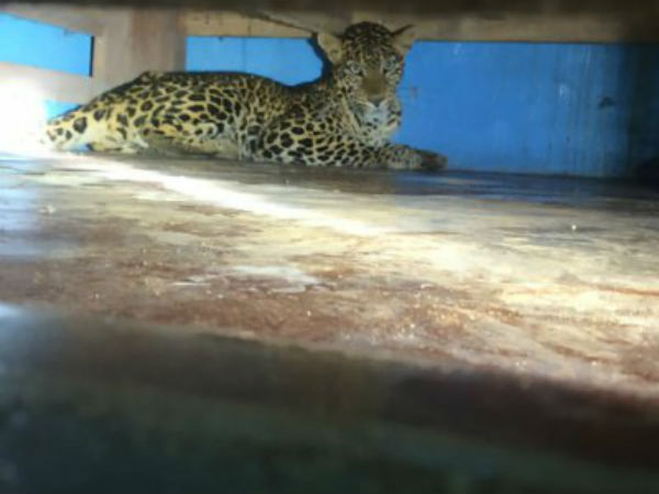 லாவகமாக பிடித்தனர் 