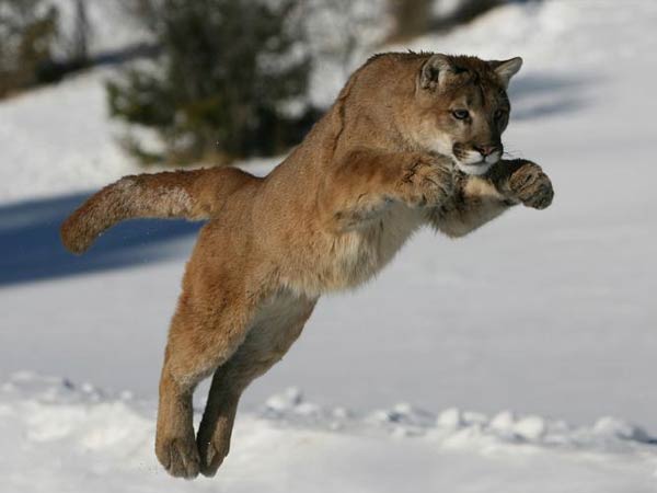 மணிக்கட்டை கவ்வியது 