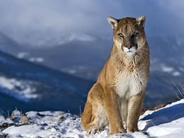 சிங்கம் 