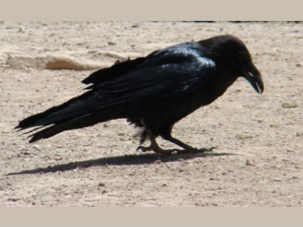 வராஹமிஹிரரின் பிருஹத் சம்ஹிதா