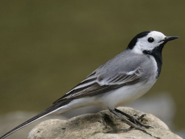 நல்ல சகுனங்கள்