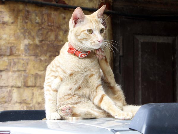 செல்லப்பிராணி