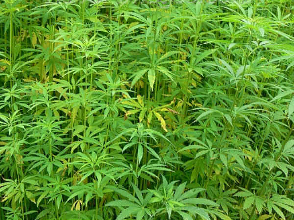 கஞ்சா செடிகள் 