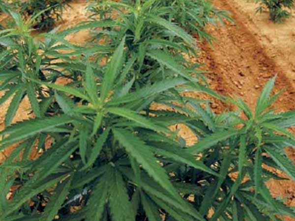 மீன் வியாபாரி 