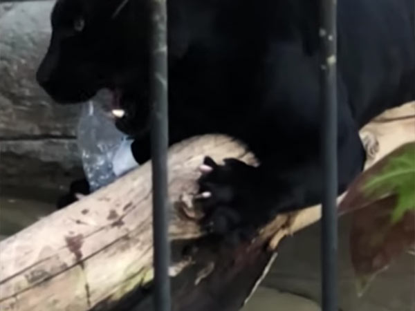 jaguar-attacks-woman-in-zoo