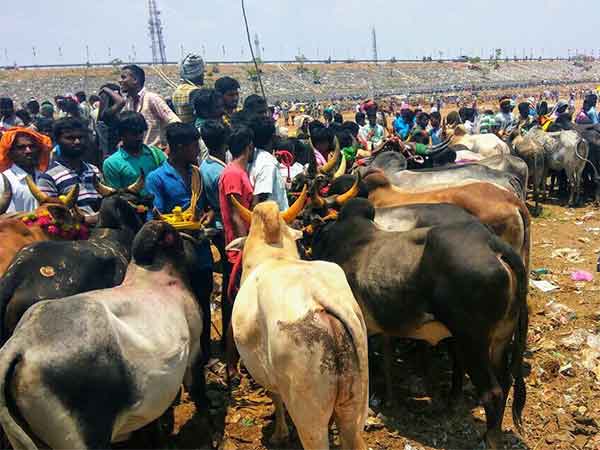 மாடுபிடி வீரர் பலி 