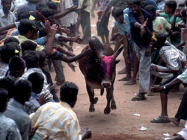காளையர்கள் போட்டி 