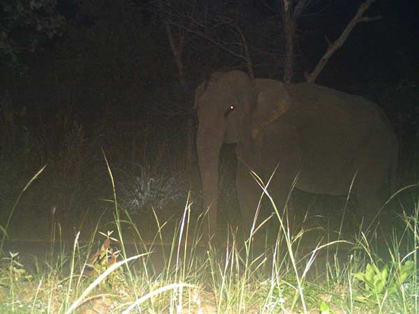 விலங்குகள் நடமாட்டம்