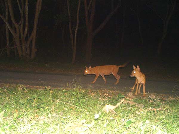 உயிரினங்கள் இனப்பெருக்கம்