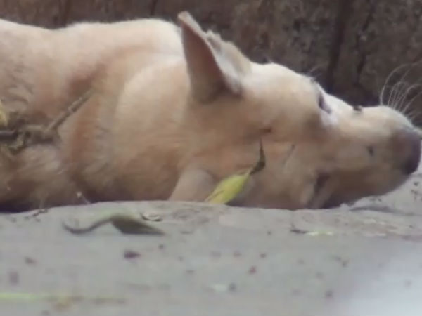  உப்புமா