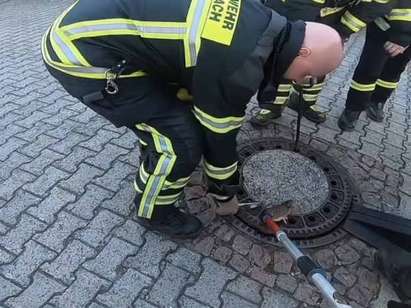 fat rat stuck in manhole cover rescued by german firefighters fat rat stuck in manhole cover rescued by german firefighters