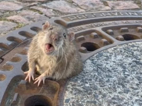 fat rat stuck in manhole cover rescued by german firefighters fat rat stuck in manhole cover rescued by german firefighters