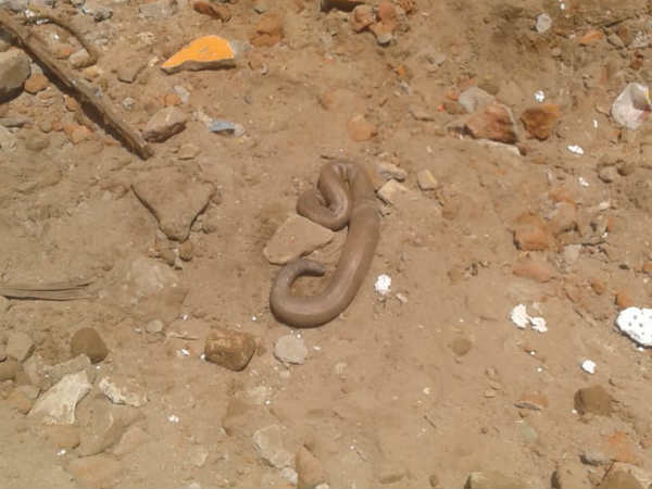 2 Heads snake found in Tanjore 