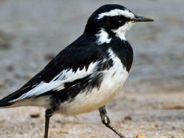 ஆசைகள் நிறைவேறும்