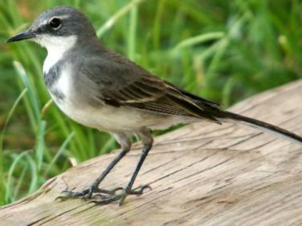 கெட்ட சகுனம்