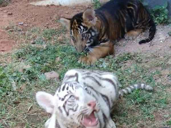 நினைவுப்பொருட்கள் 