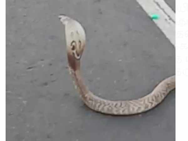 7 feet long snake middle of the road near Thiruvallur 