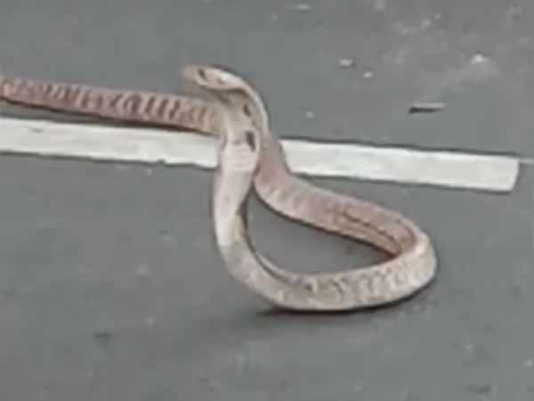 7 feet long snake middle of the road near Thiruvallur 