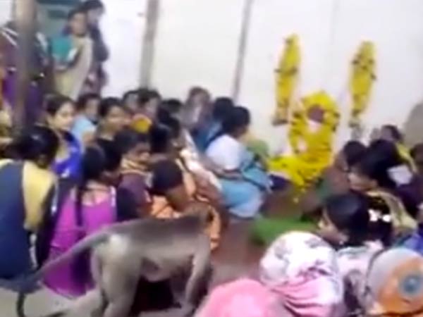 elderly incident in Karnataka.. A monkey that gives comfort to humans in sorrow homes 