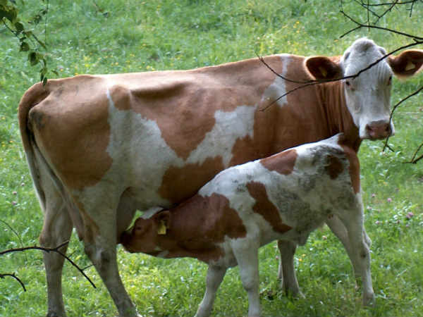 விபரீத மோகத்திற்கும் நரகம்