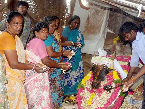 dindigul jallikattu bull dies