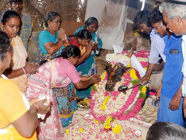 dindigul jallikattu bull dies