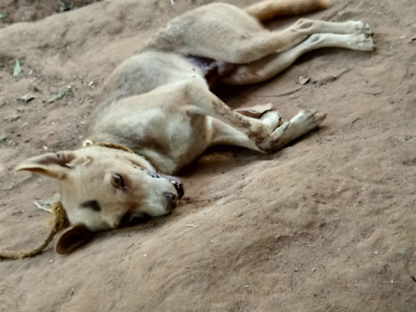 The dog bite and kill a snake and saves owners life 
