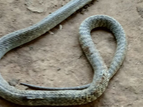 The dog bite and kill a snake and saves owners life 