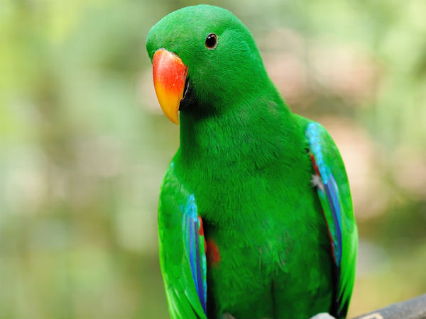 கிளிக்கு சிறை 