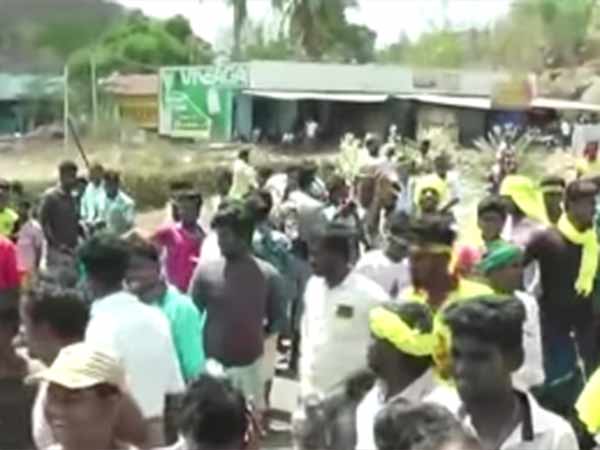 பனை மரங்கள் 