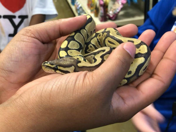 ஆ பாம்பு 