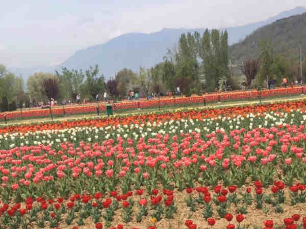 This is tulip season, Go and enjoy in Kashmir 