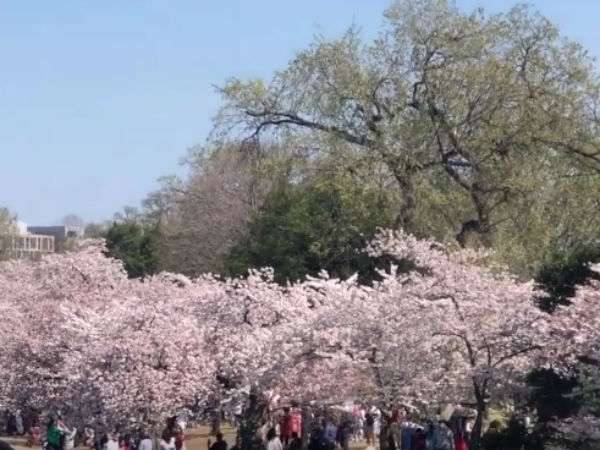 மரம் முழுக்க பூக்கள் 