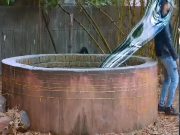 காப்பை நக்கல் 