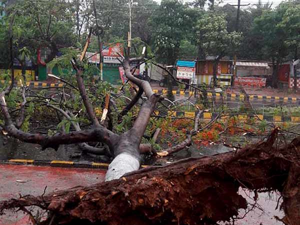 மரம் எப்படி மரம் எப்படி