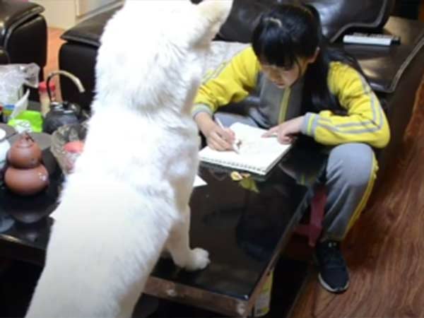 Dad Trained a Dog To Make Sure Daughter correctly Doing Homework 