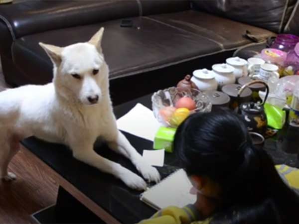 Dad Trained a Dog To Make Sure Daughter correctly Doing Homework 