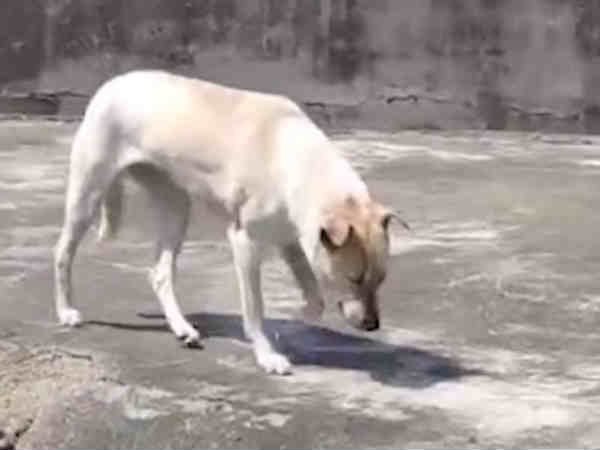 பெண் நாய்கள்: