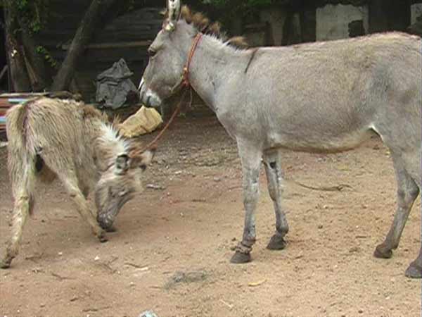 நோய் எதிர்ப்பு சக்தி நோய் எதிர்ப்பு சக்தி