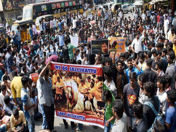 ஜல்லிக்கட்டுக்கு அனுமதி 