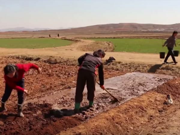 North Korea suffered by heavy drought... peoples Stricken for Food scarcity North Korea suffered by heavy drought... peoples Stricken for Food scarcity