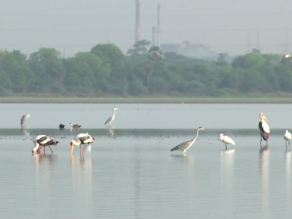 29 வகை பறவைகள்